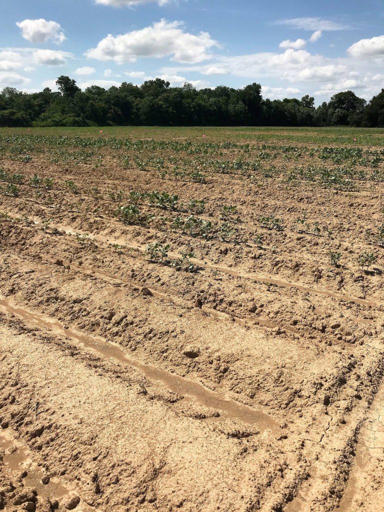 Community garden at Delta Health Center in Mound Bayou, Mississippi. Photo courtesy Delta Health Center Facebook.